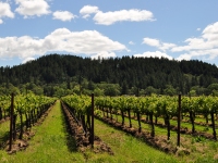 AN31-1-Vineyard
