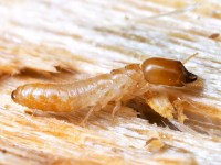 AN31-2-Termite