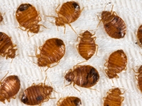 AN31-4-hskpg-bedbug 4