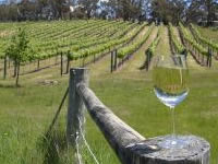 AN31-5-Tsm Rep-Canberra_Vineyard
