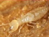 AN36-2-Termites