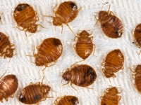 AN37-1-hskpg-bedbug