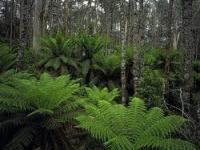 AN39-1-DN-Gippsland Forest