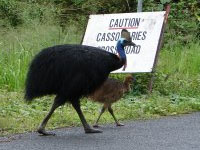 Cassowary-Coast