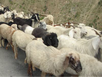SheepandGoats