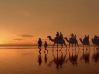 Camels