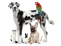 Pets