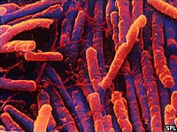 Clostridium difficile