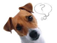Jack Russell