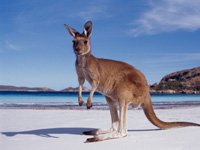 Kangaroo