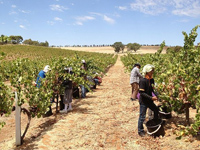 Sesasonal Workers