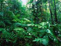 AN55-1-news-Rainforest
