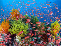 GreatBarrierReef