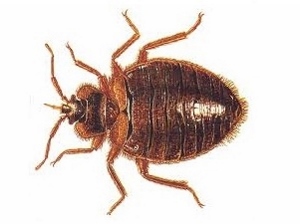 AN70-3-news-bedbug 300x224