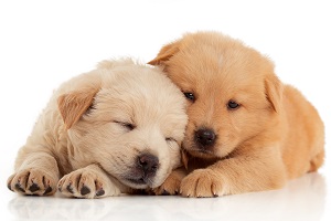 AN 84 wk1b pets