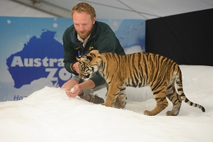 baby tiger discovers snow at Australia Zoo