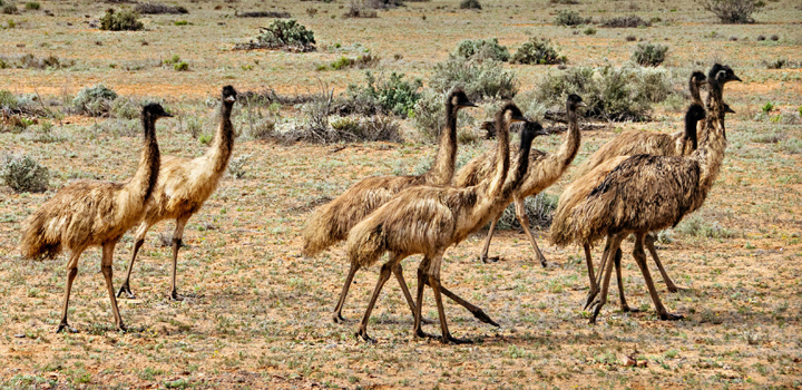 Emus in the Flinders Ranges. Picture: Tim Lindner.