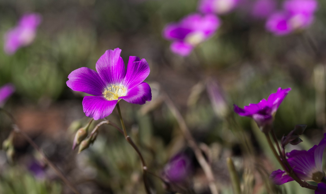 Wildflowers near Roxby Downs. Picture: Ruth Shepherd.