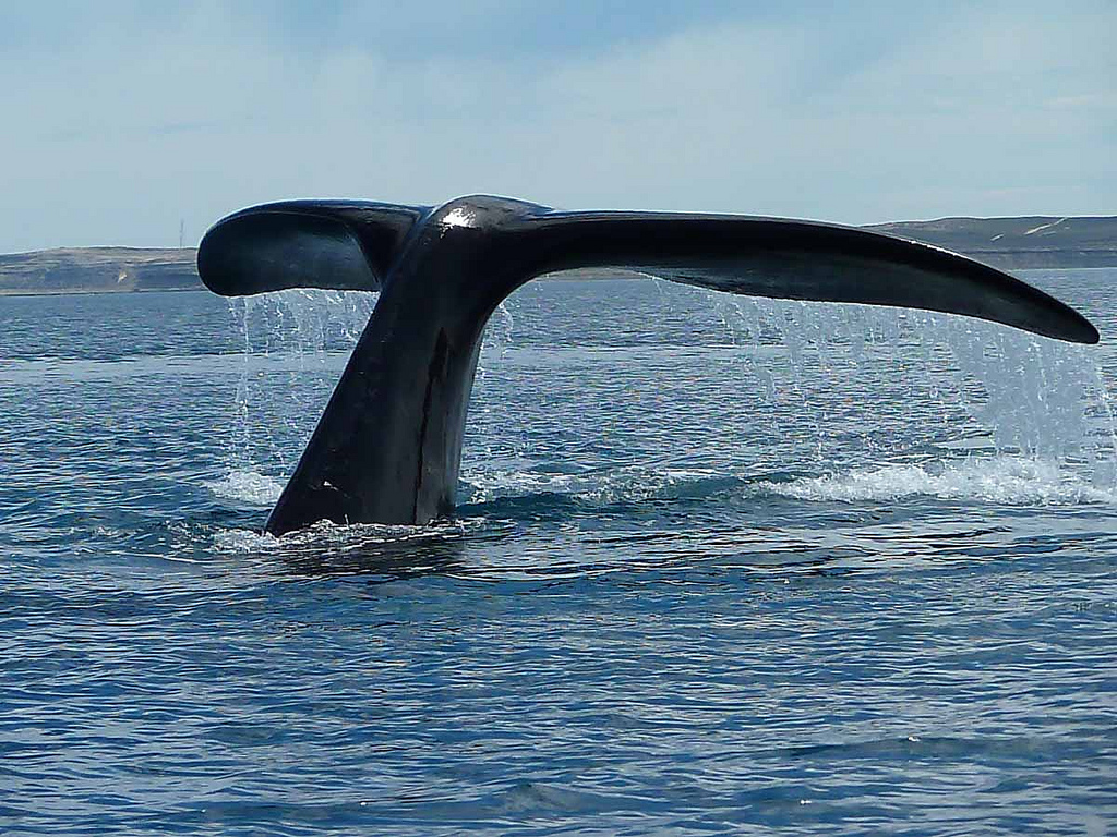 photo of whales begin to gather at head of bight