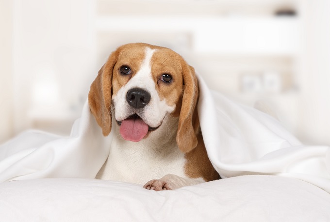 dog that sniffs out bed bugs