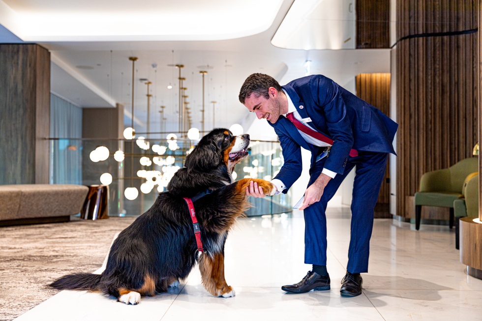 pet-friendly hotel