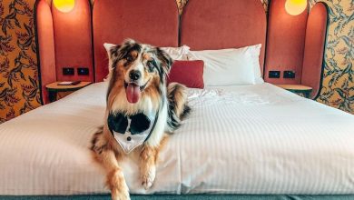 Bozzie the Aussie
