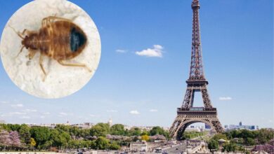 Bed Bug Paris