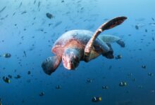 Sea turtle, Diving in Daphne Menor, Santa Cruz Island, Galapagos, Ecuador