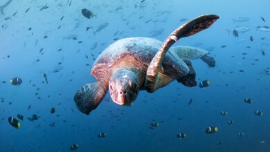 Sea turtle, Diving in Daphne Menor, Santa Cruz Island, Galapagos, Ecuador