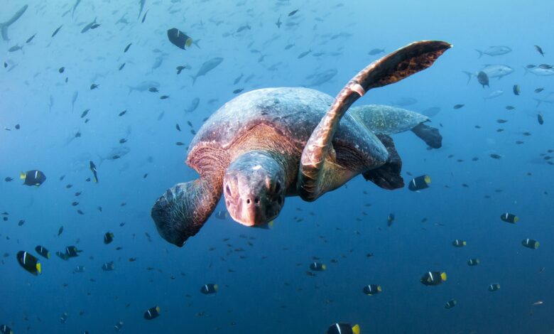 Sea turtle, Diving in Daphne Menor, Santa Cruz Island, Galapagos, Ecuador