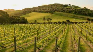 New Zealand winery