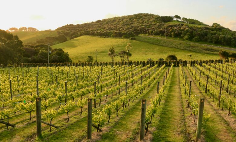 New Zealand winery